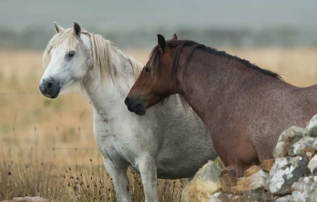 Photo wallpaper nature, background, horse
