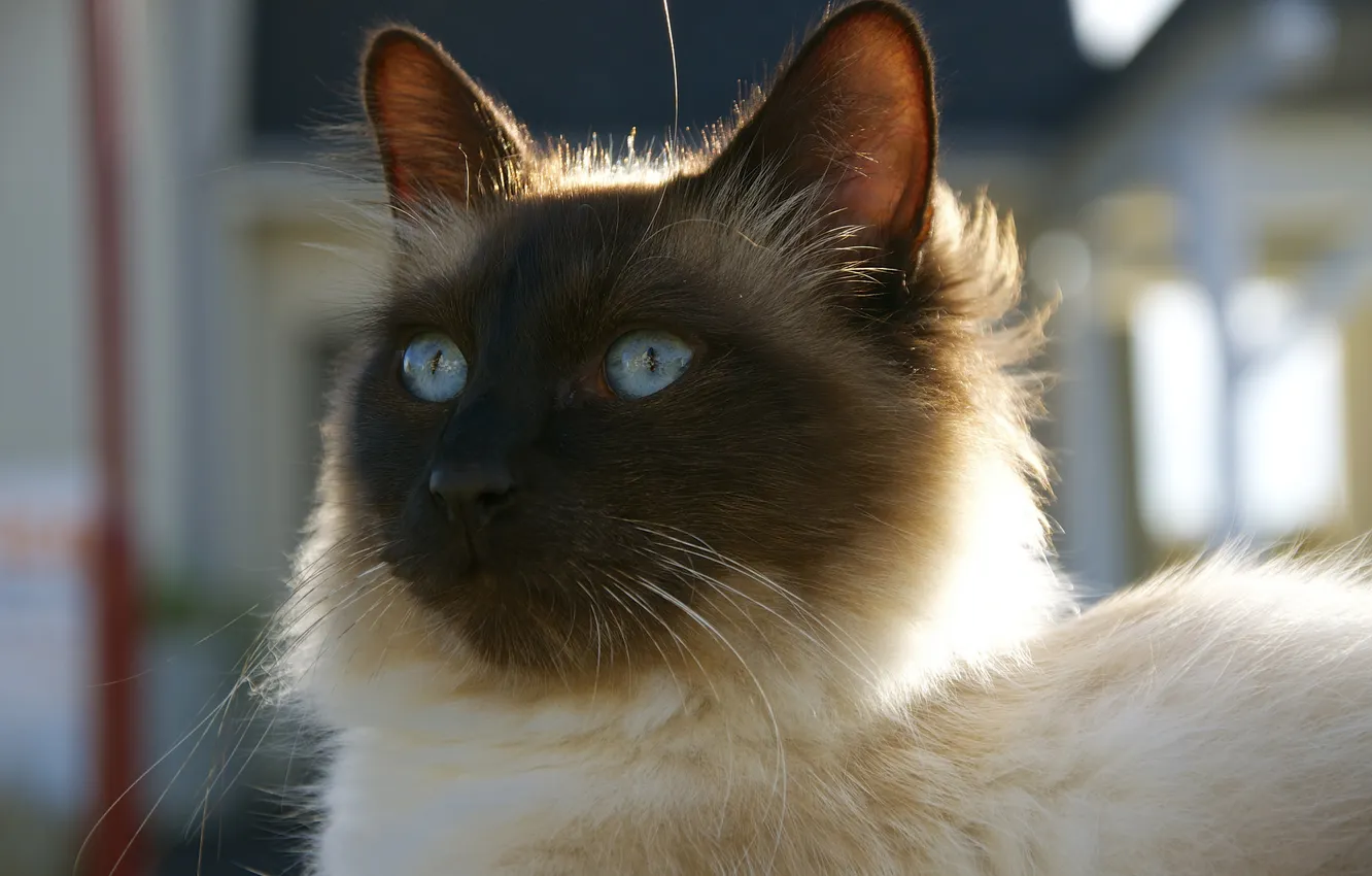 Photo wallpaper eyes, cat, look, Koshak, Tomcat