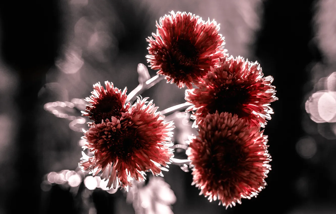 Photo wallpaper plant, bouquet, petals, twilight