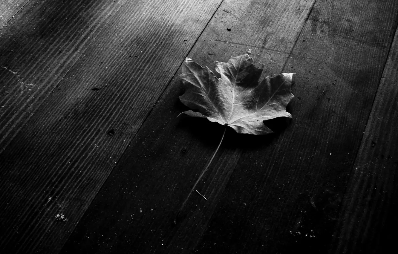 Photo wallpaper leaves, macro, leaf, sheets, black background, leaves, leaf