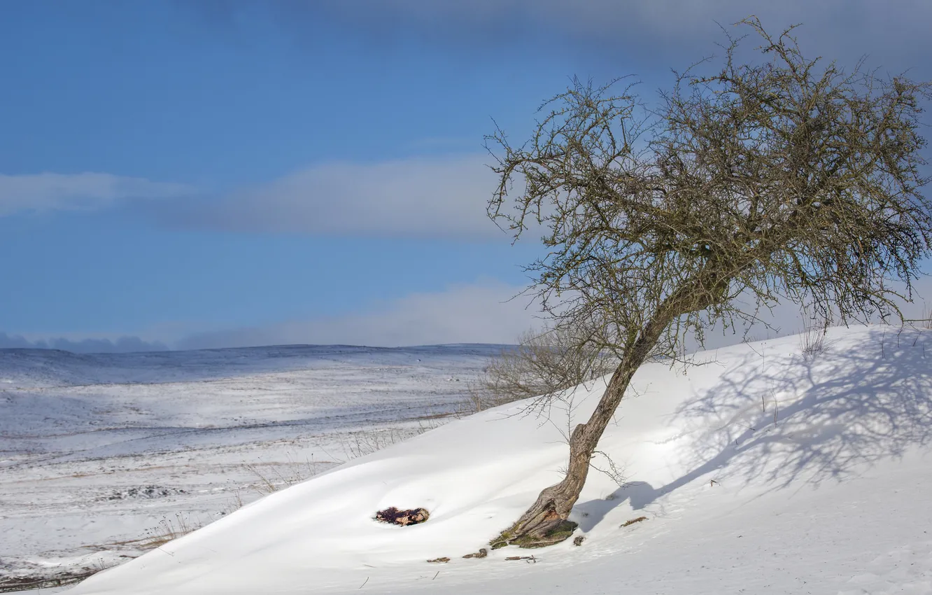 Photo wallpaper winter, field, the sky, snow, trees, hills