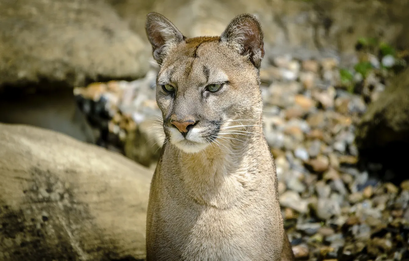 Photo wallpaper face, predator, Puma, wild cat, mountain lion, Cougar