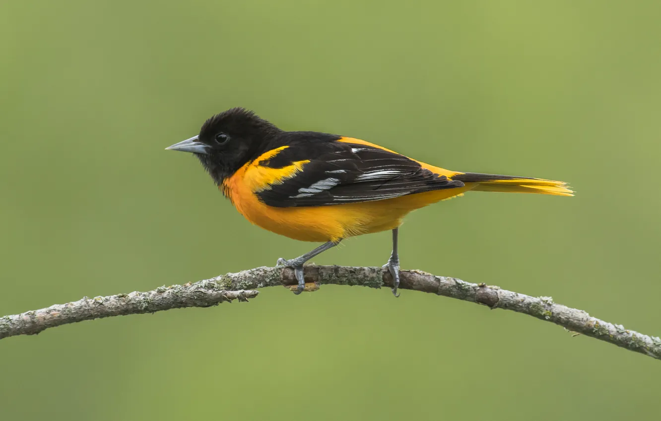 Photo wallpaper bird, branch, baltimore oriole