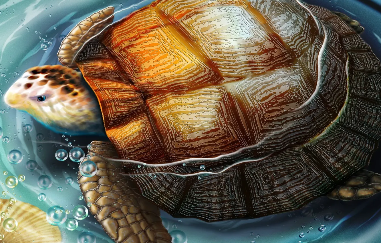 Photo wallpaper water, figure, turtle