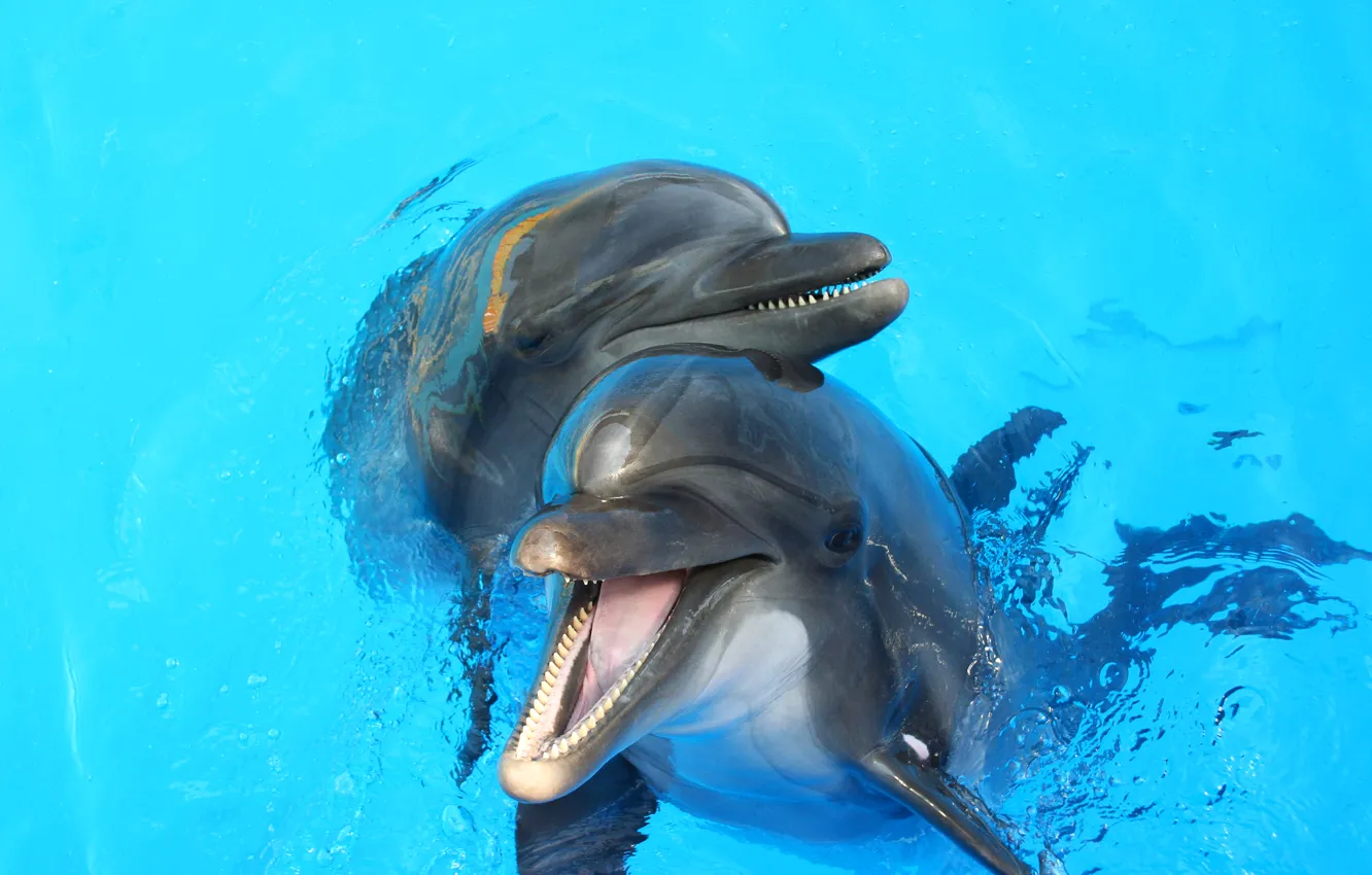 Photo wallpaper water, pair, dolphins