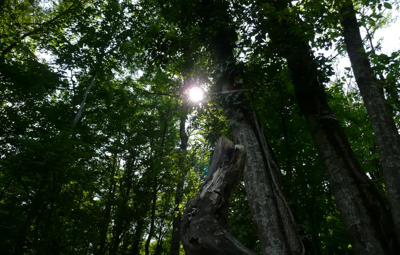 Photo wallpaper greens, summer, the sun, rays, trees, foliage, rays, sun