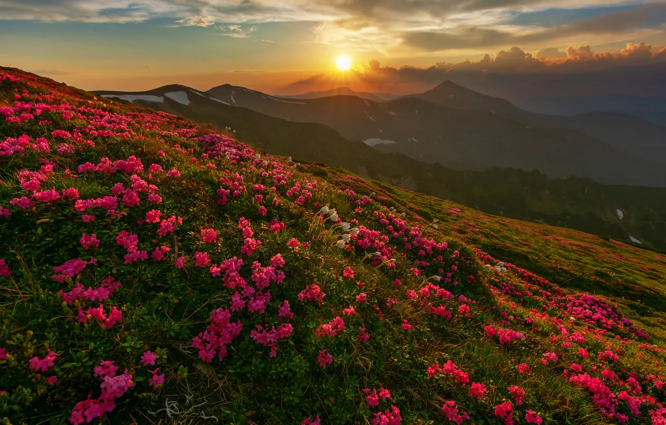 Photo wallpaper the sun, flowers, mountains, rhododendrons