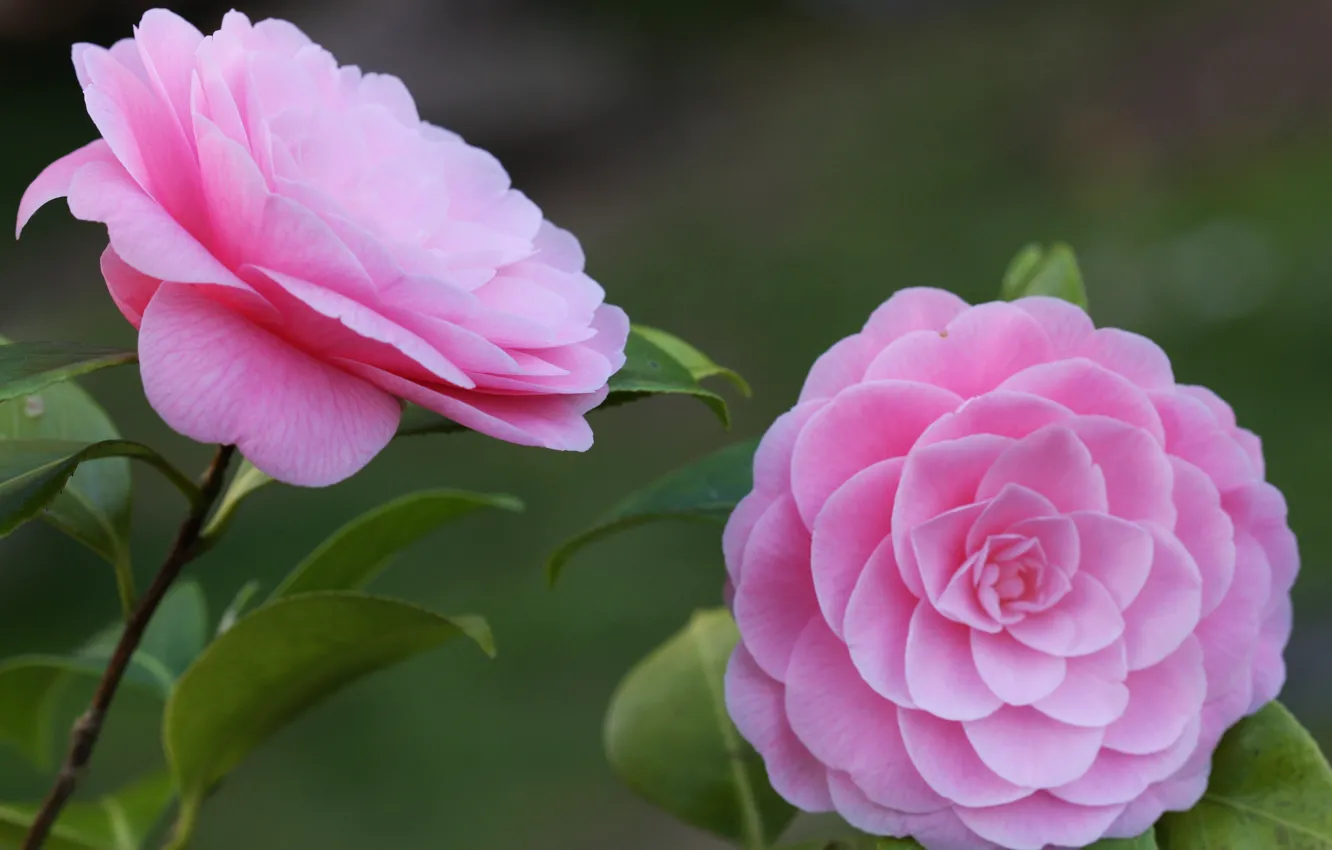 Photo wallpaper leaves, pink, tenderness, petals, Bud, flowering, Camellia