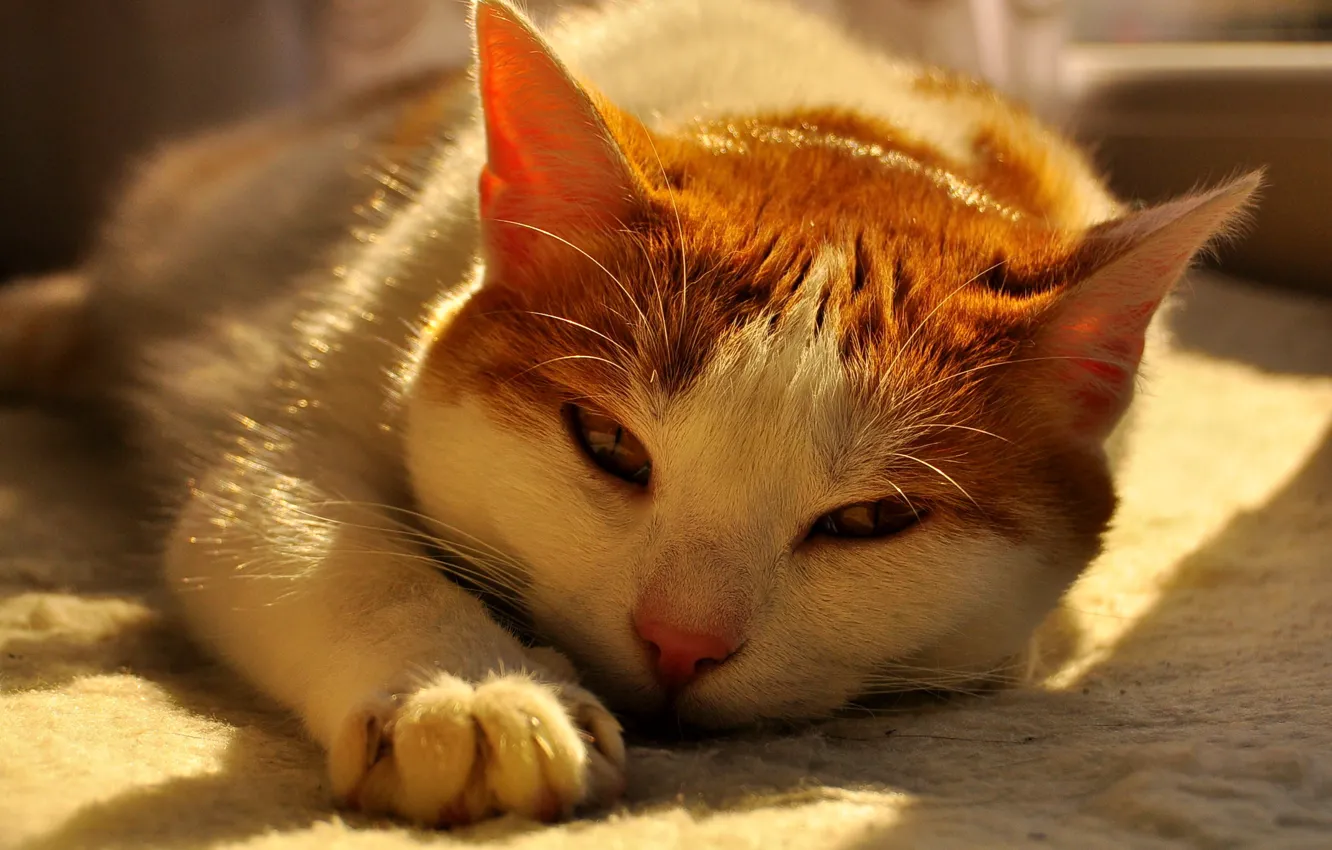 Photo wallpaper cat, animal, falls asleep