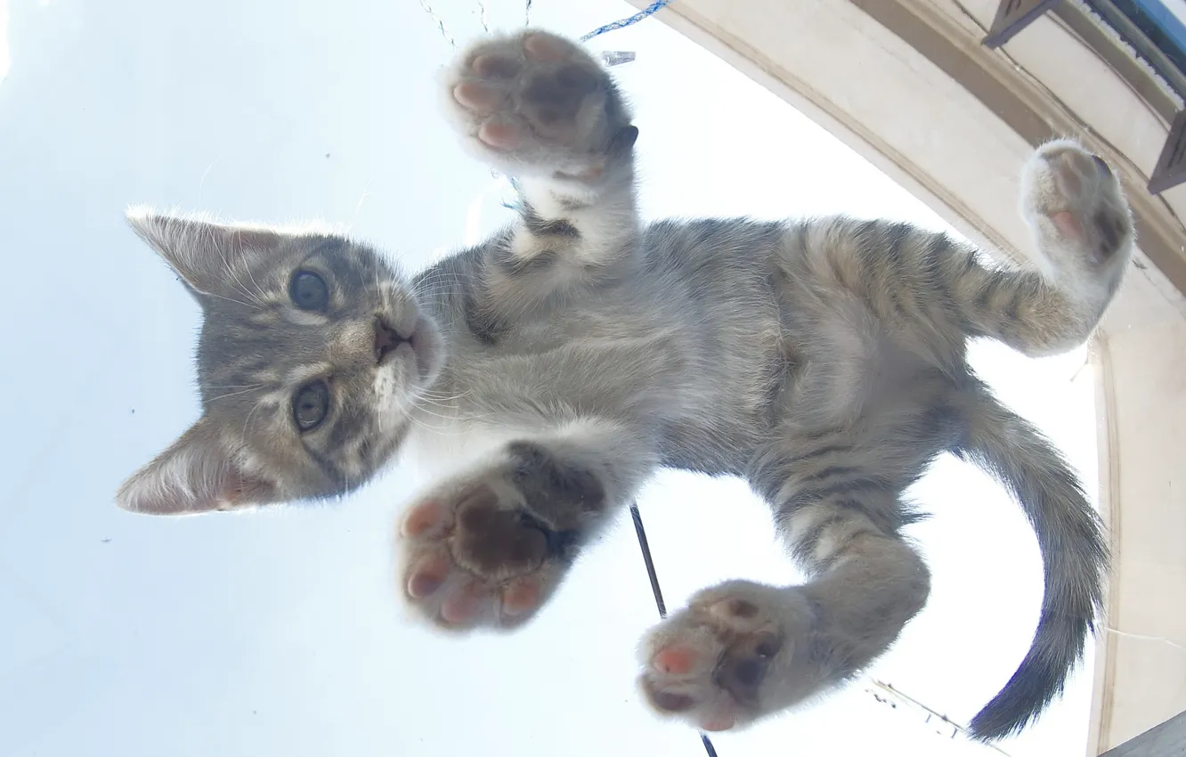 Photo wallpaper baby, kitty, bottom view