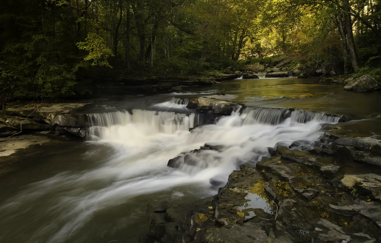 Photo wallpaper forest, trees, nature, river, stream