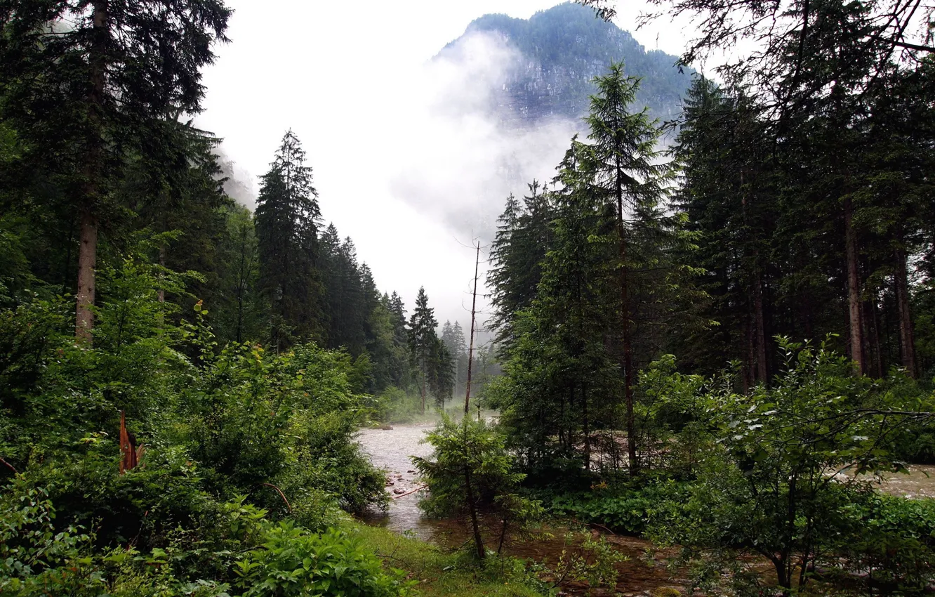 Photo wallpaper forest, fog, river, stream, mountain