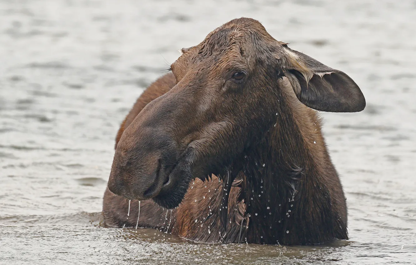 Photo wallpaper water, nature, moose
