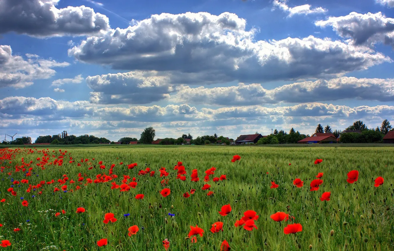 Photo wallpaper field, summer, the sky, clouds, blue, rye, Maki, village