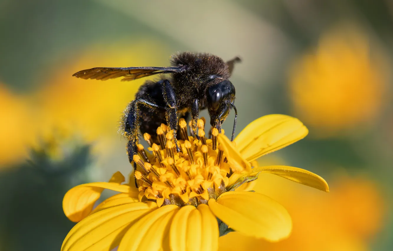 Photo wallpaper macro, flowers, yellow, bee, pollen, black, OSA, stamens