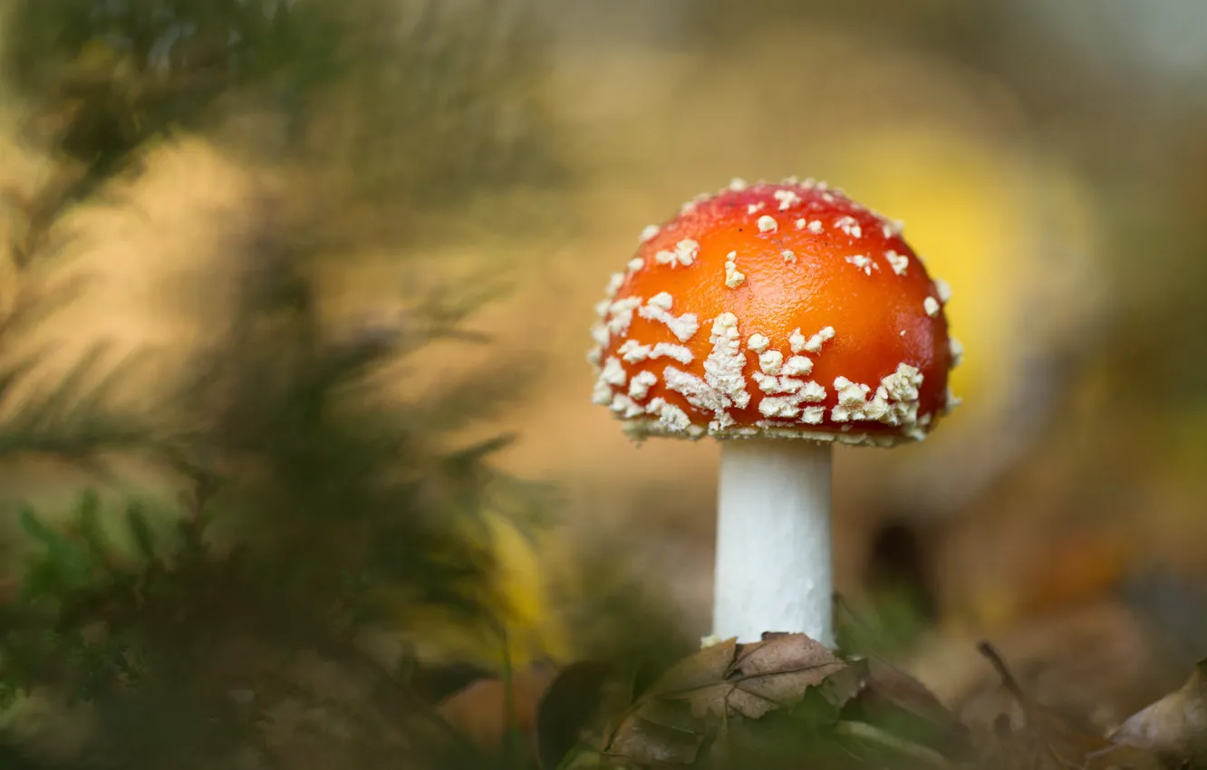 Photo wallpaper mushrooms, blur, mushroom, bokeh