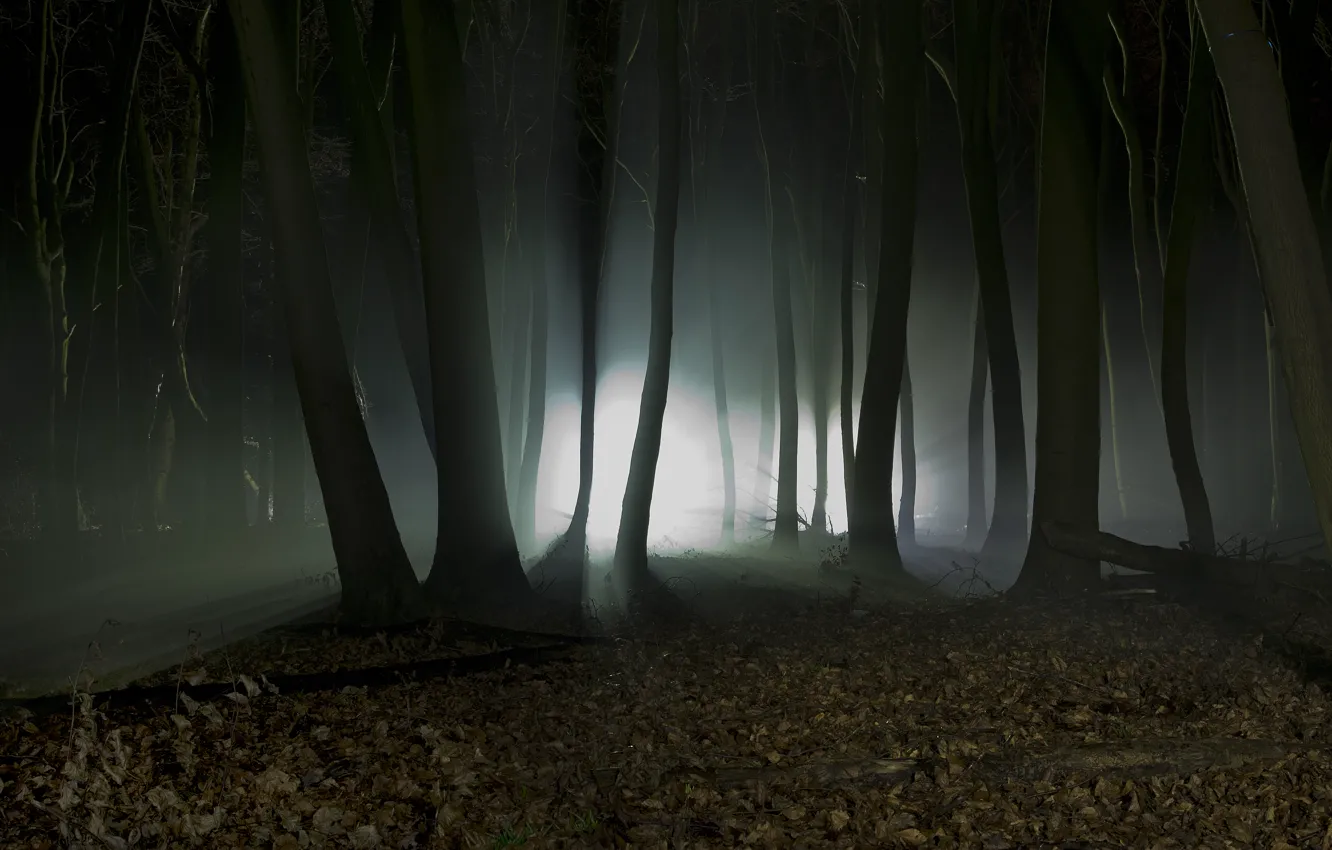 Photo wallpaper forest, trees, landscape, night, nature, silhouettes