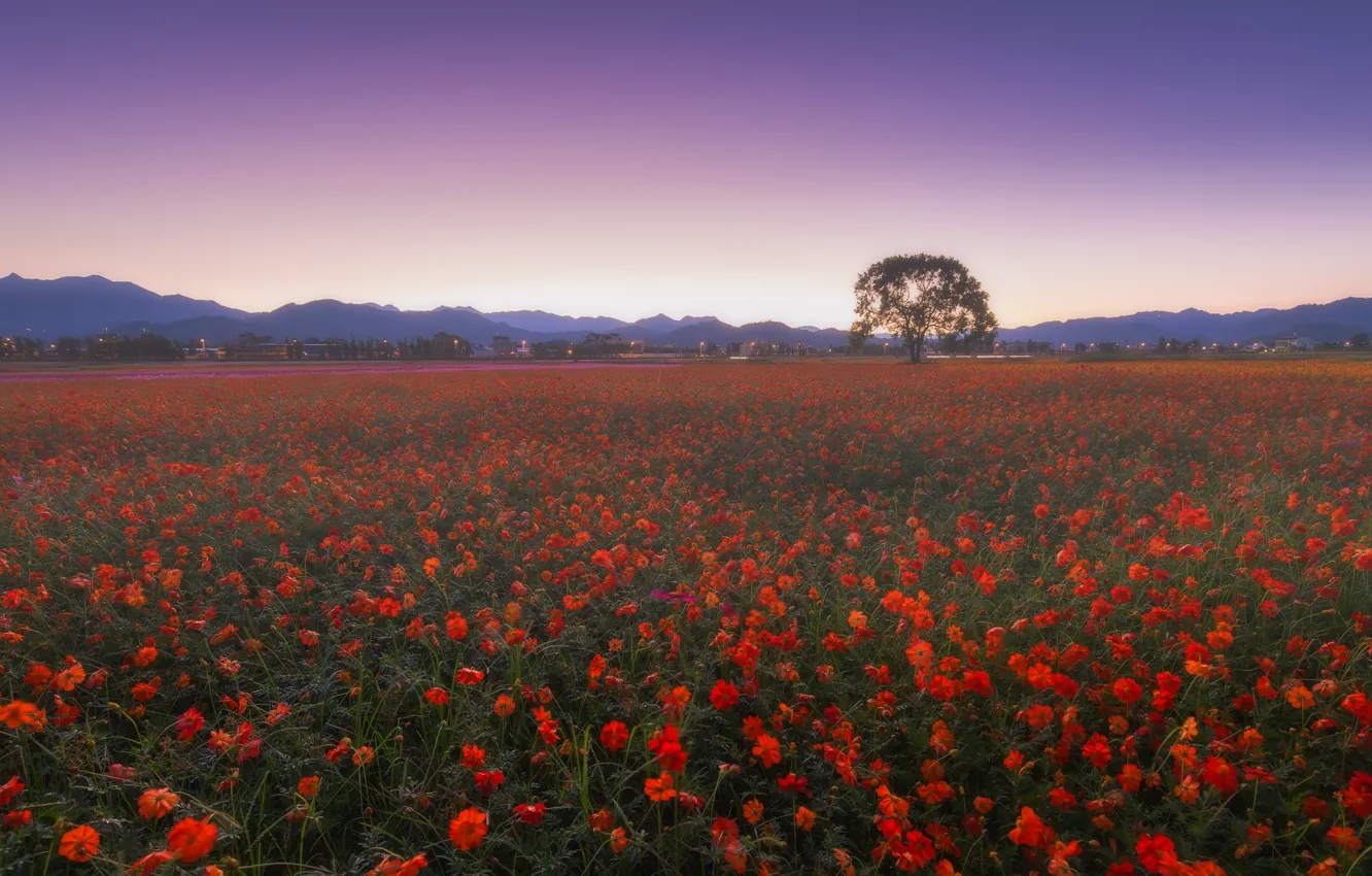 Photo wallpaper field, flowers, red, cosmos