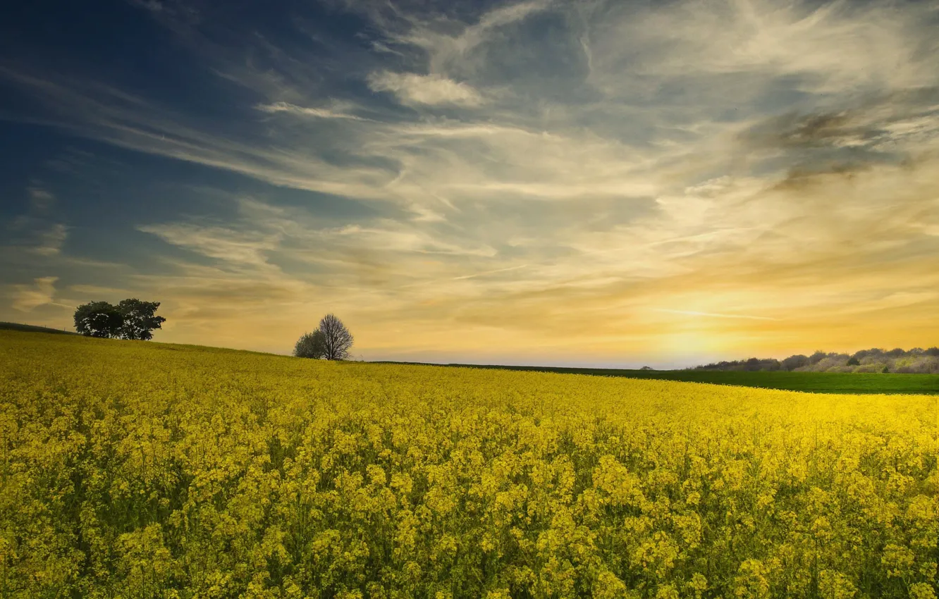 Photo wallpaper field, the sky, trees, spring, slope, rape, rapeseed field