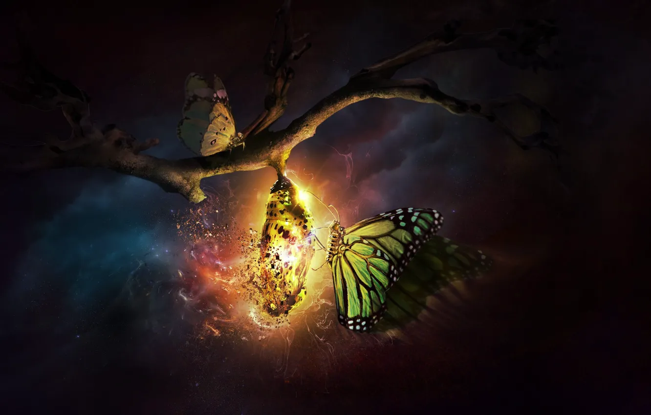 Photo wallpaper light, butterfly, night, branch, destruction, cocoon, rebirth