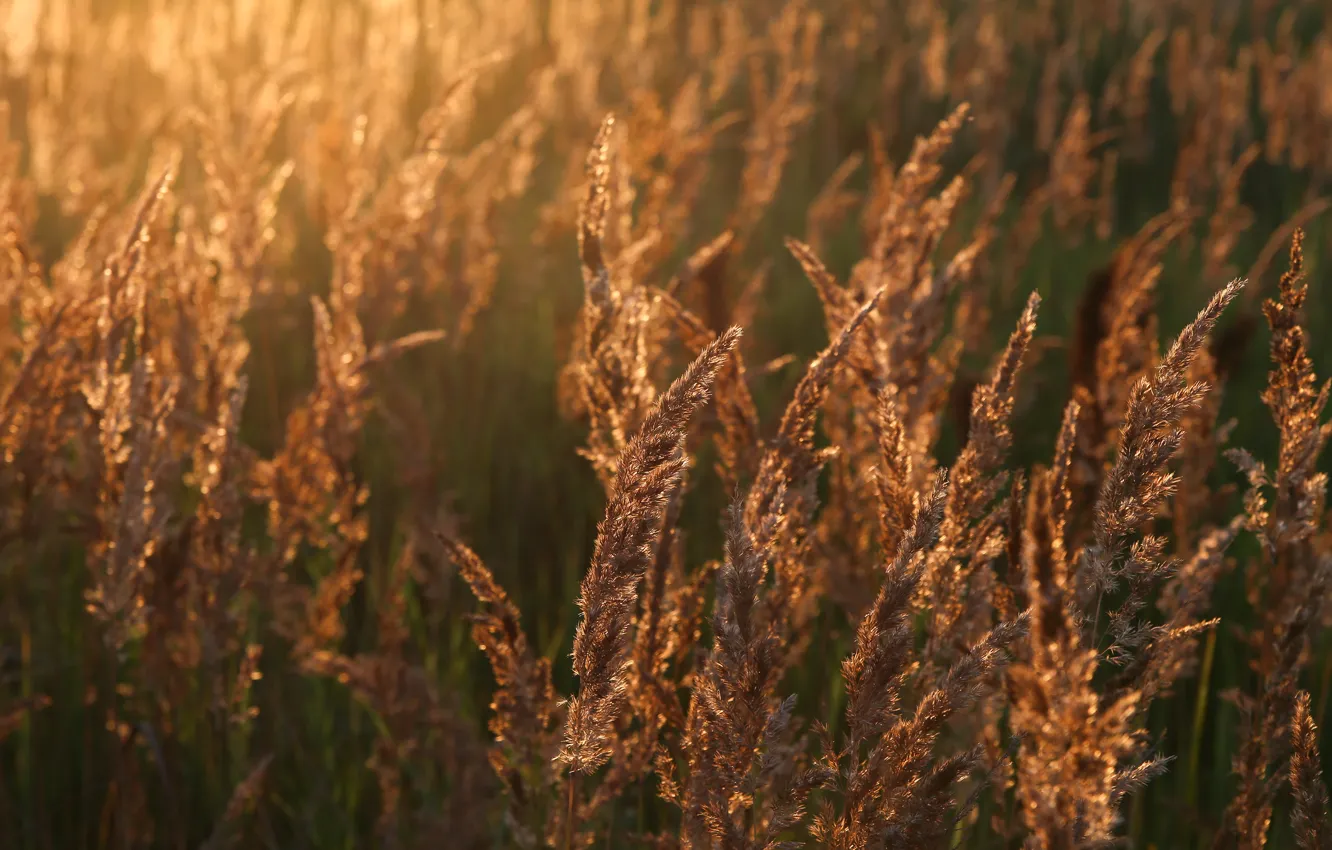 Photo wallpaper wheat, field, the sun, joy, nature, mood, dawn, morning