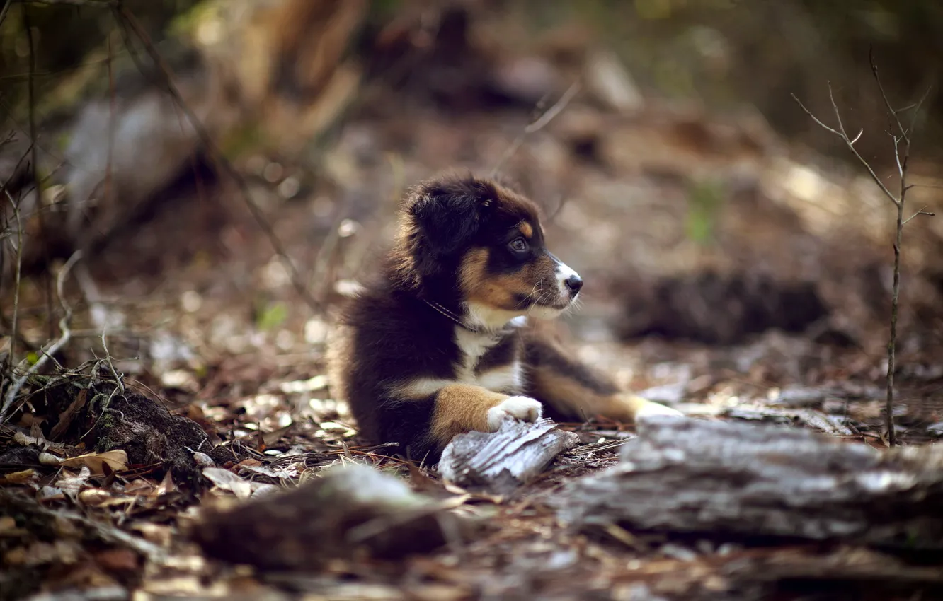 Photo wallpaper nature, dog, puppy