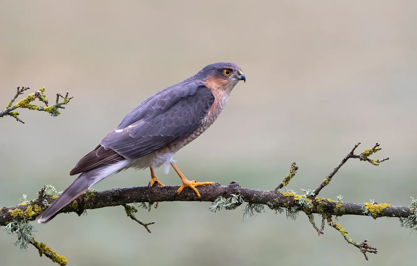 Photo wallpaper branches, background, bird, moss, hawk, Sparrowhawk, Sparrowhawk, Hawk ended
