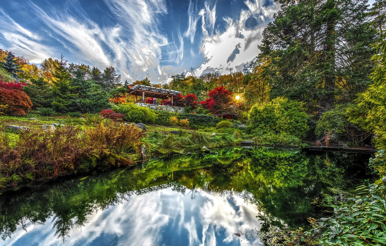 Photo wallpaper trees, pond, Park, Seattle, USA, the bushes