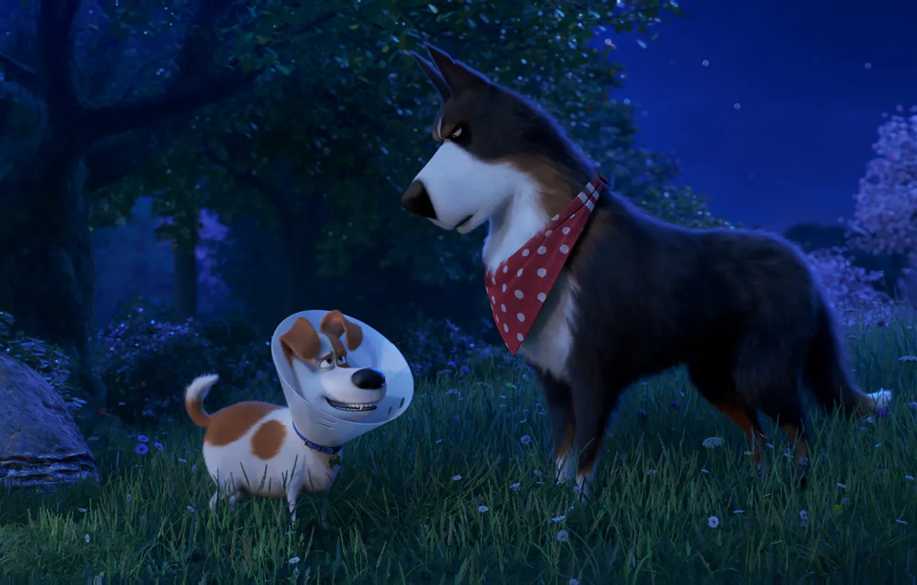 Photo wallpaper dogs, meadow, The Secret Life Of Pets 2