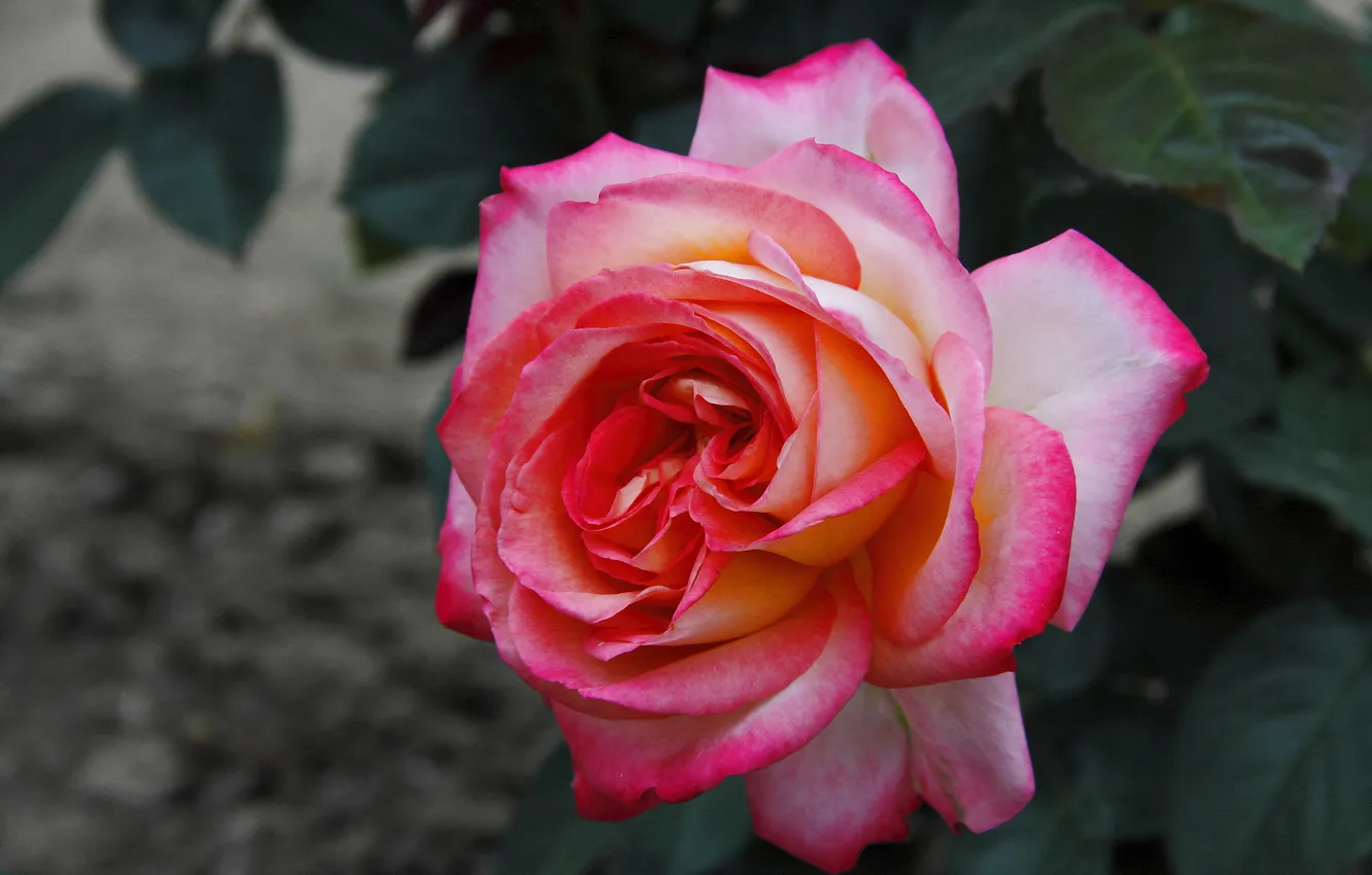 Photo wallpaper leaves, macro, flowers, roses, garden, pink