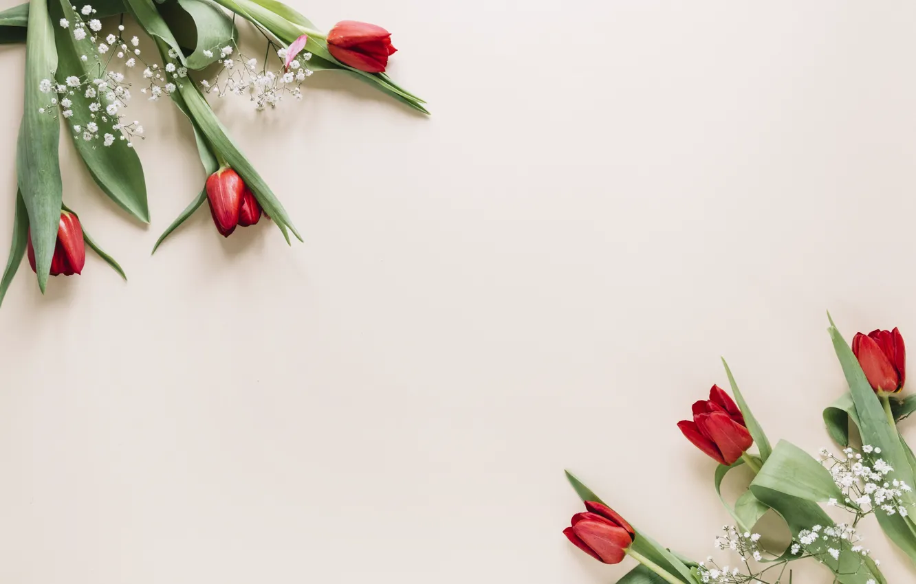 Photo wallpaper flowers, red, tulips, red, flowers, tulips