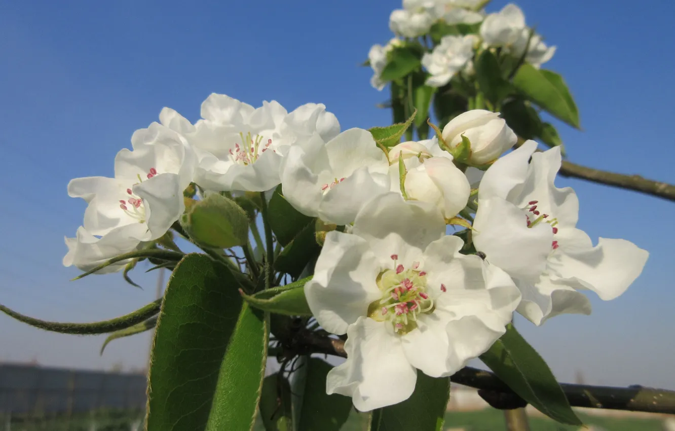 Photo wallpaper the sky, pear, blooms, spring 2018, Mamala ©