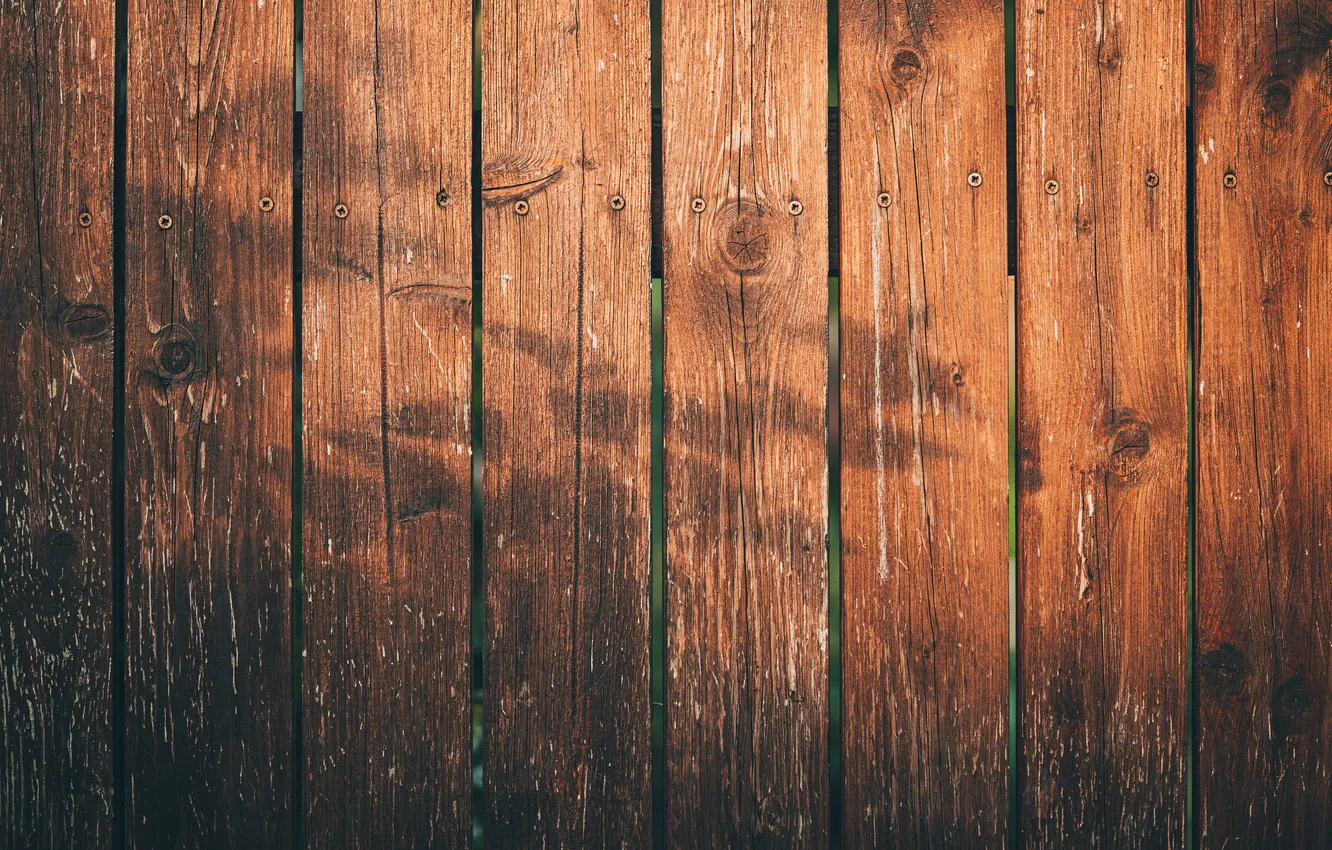 Photo wallpaper wood, pattern, branch, shadow