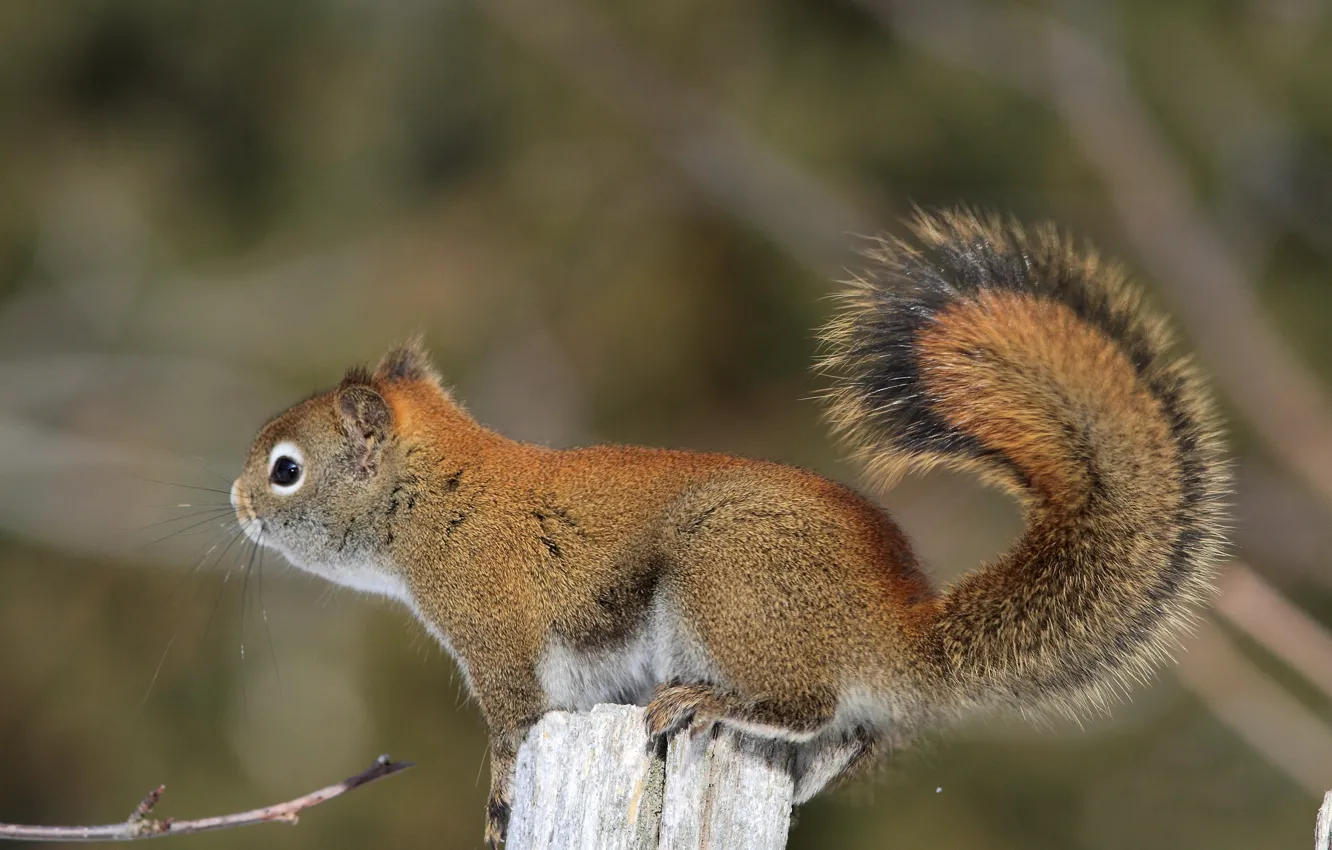 Photo wallpaper protein, tail, pussy, coat