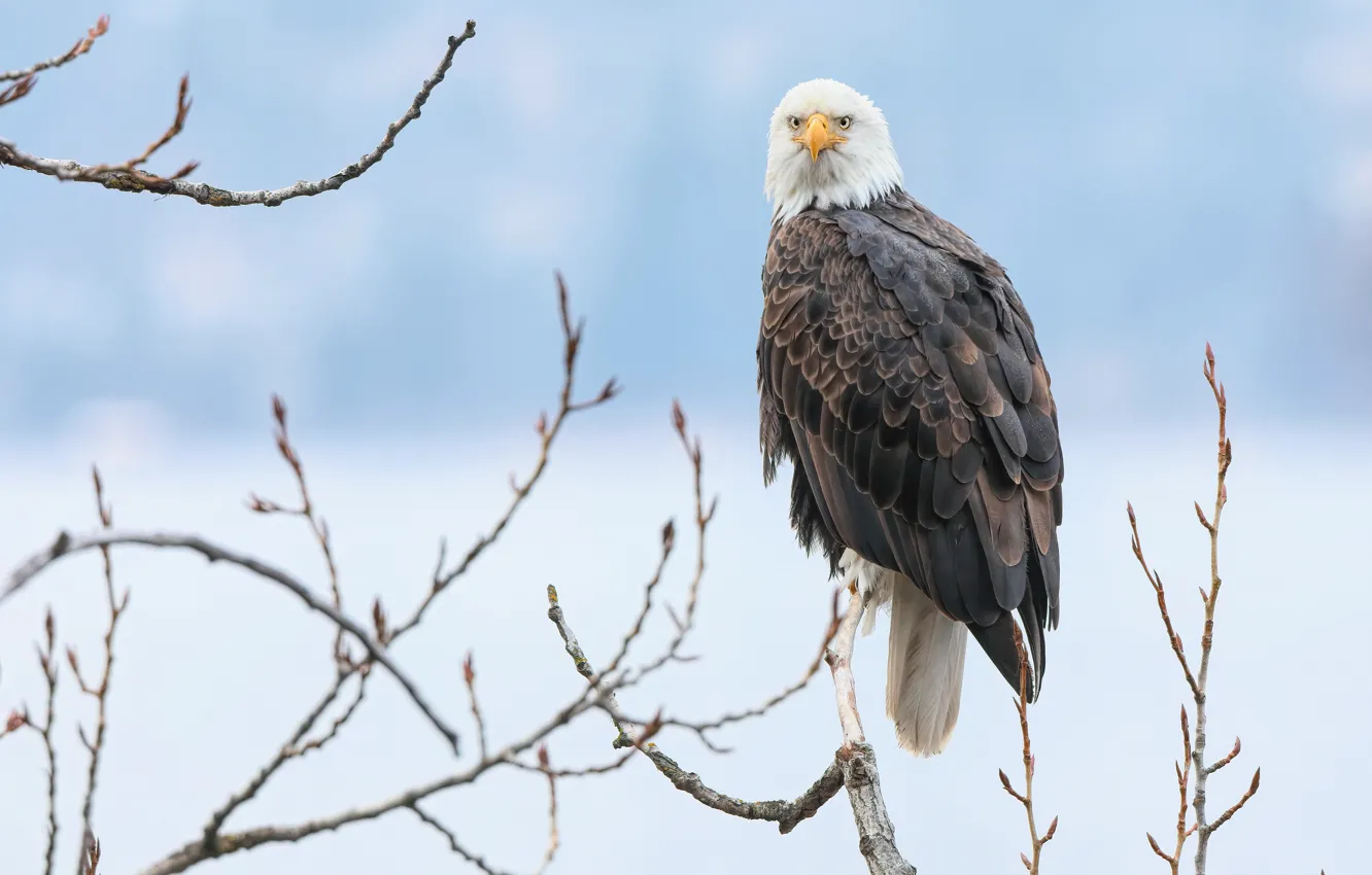 Photo wallpaper winter, snow, branches, bird, blue background, predatory, bald eagle