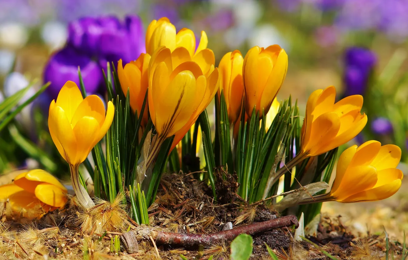 Photo wallpaper purple, flowers, yellow, spring, crocuses