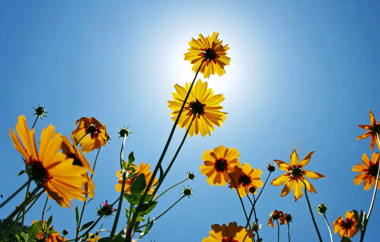 Photo wallpaper flowers, nature, beauty