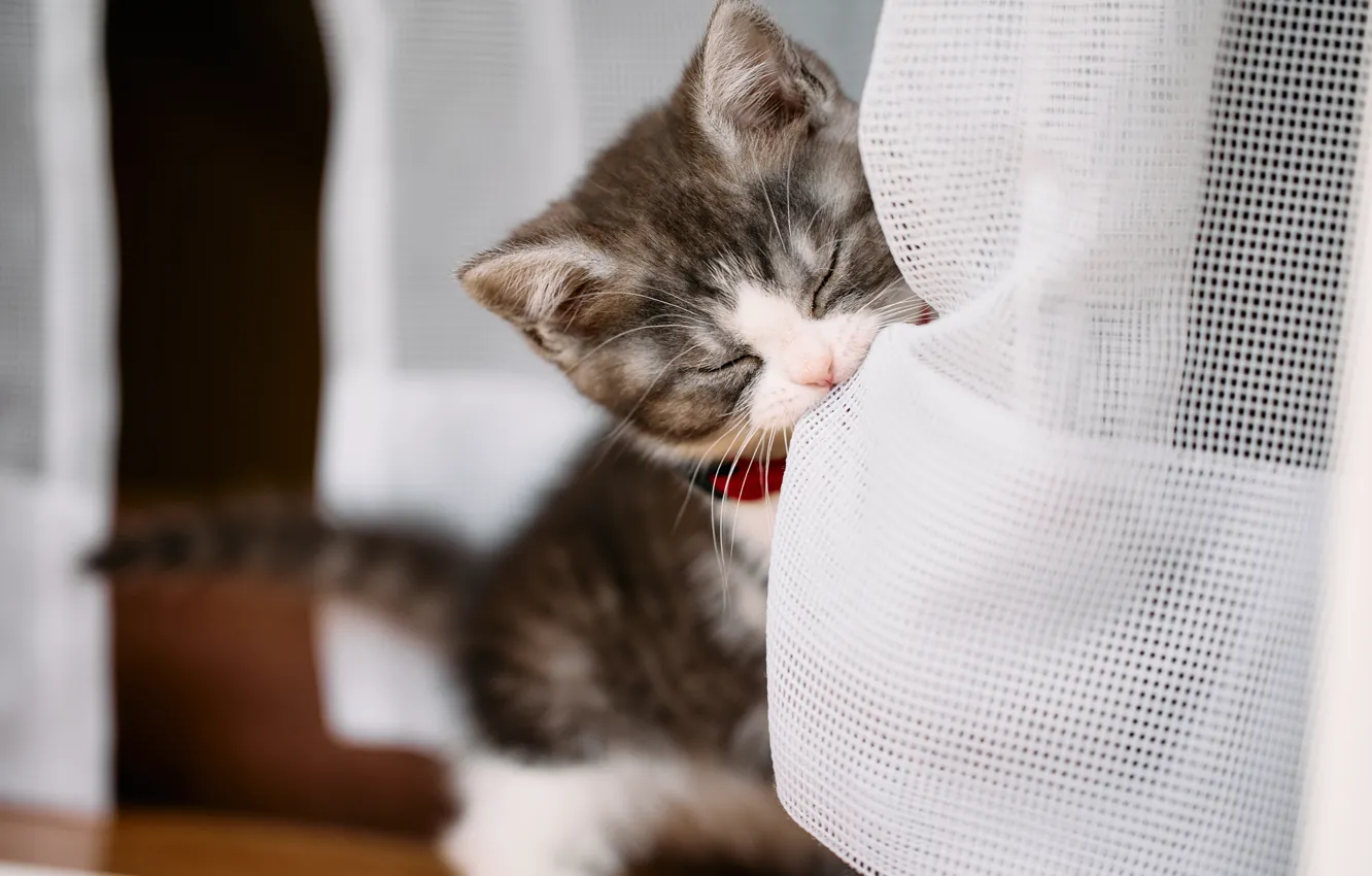 Photo wallpaper cat, portrait, baby, collar, kitty, face