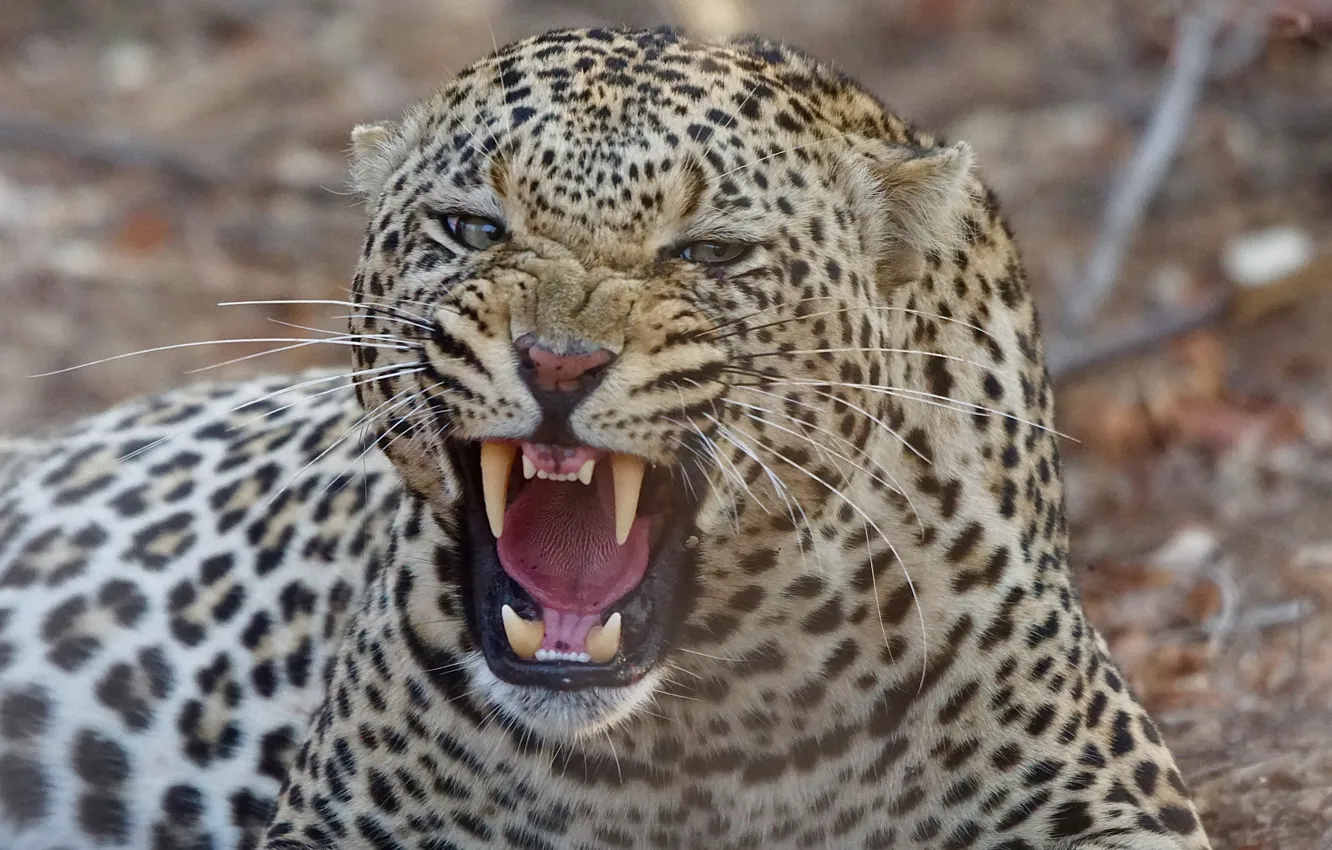 Photo wallpaper predator, mouth, leopard, fangs, grin, beast, wild cat, aggressive