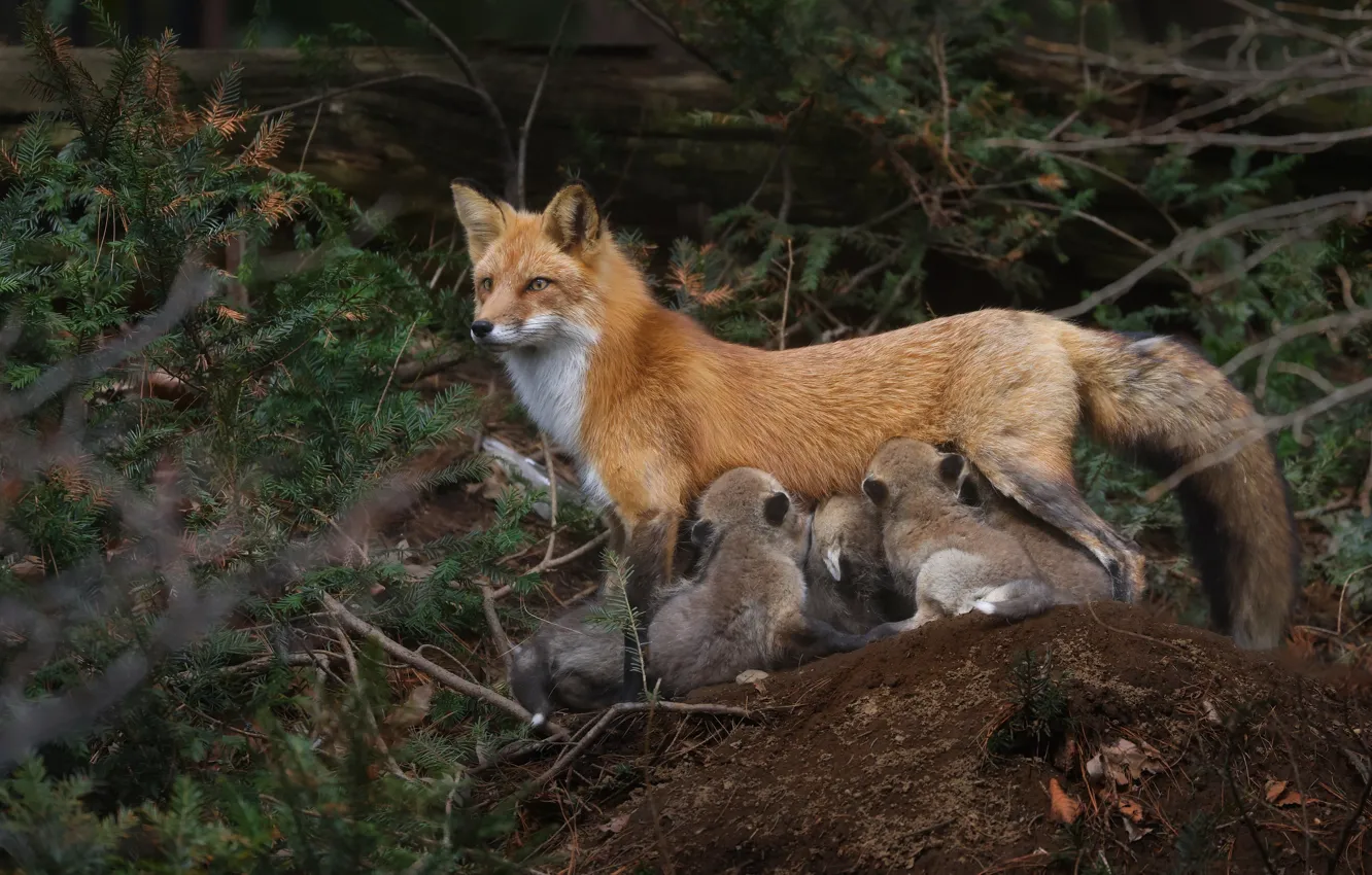 Photo wallpaper forest, branches, baby, Fox, Fox, needles, mother, Fox