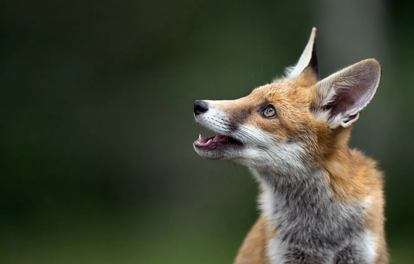 Photo wallpaper portrait, mouth, Fox, red, face, green background, looking up