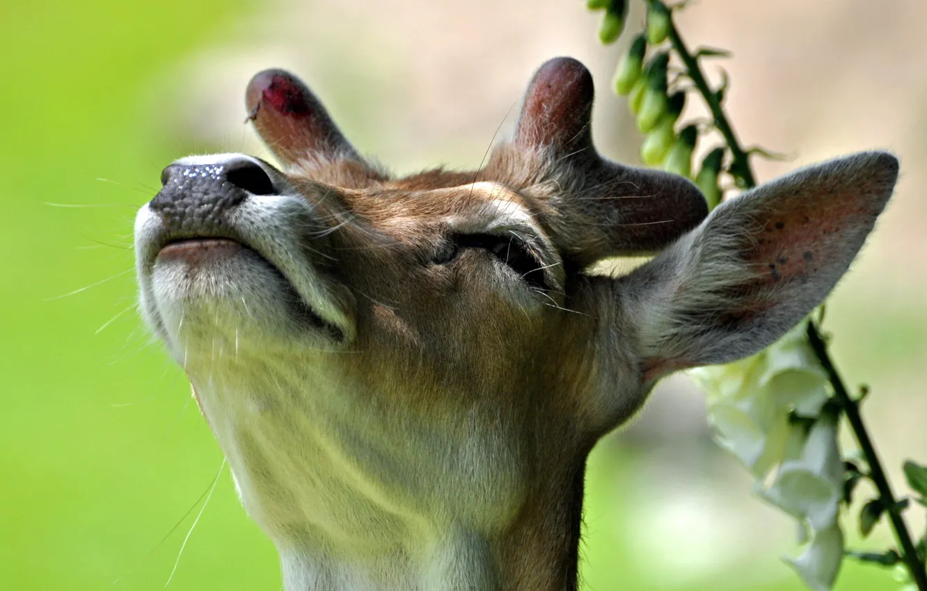 Photo wallpaper background, deer, horns
