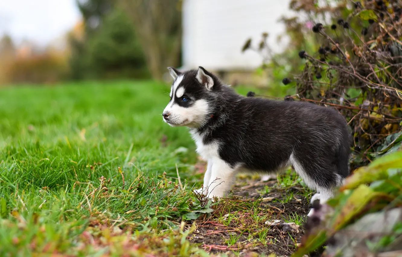 Photo wallpaper grass, pose, background, dog, baby, puppy, profile, face