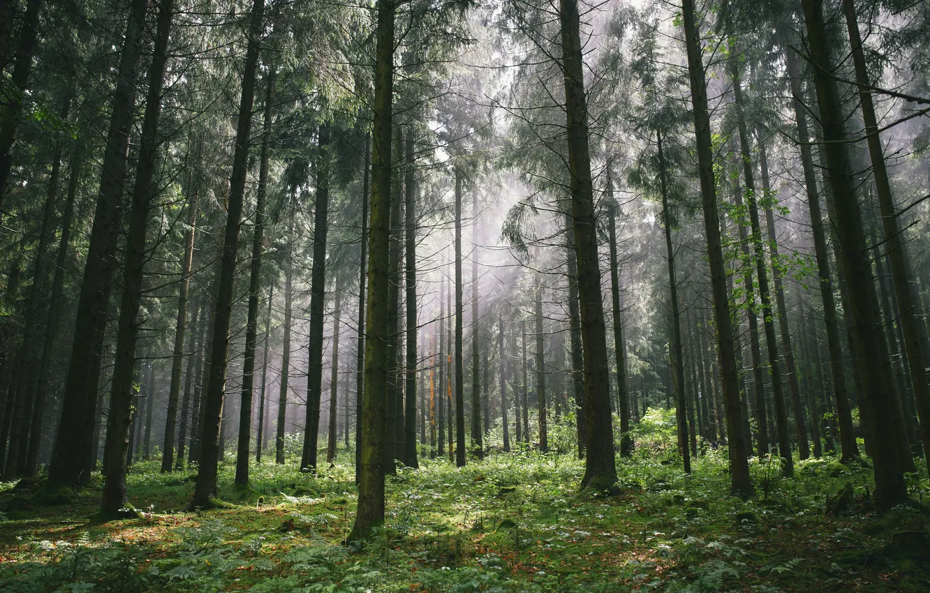 Photo wallpaper forest, trees, nature