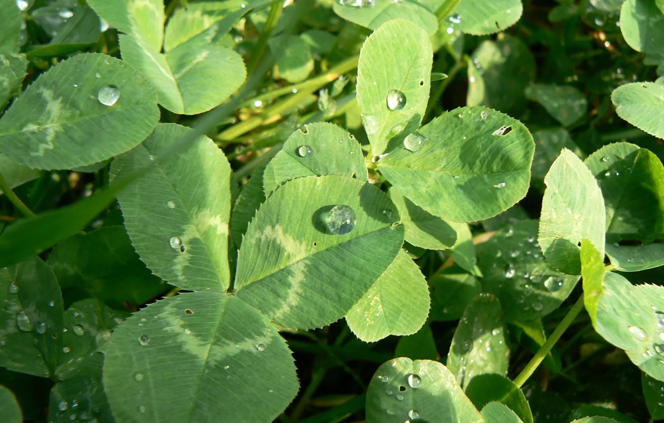 Photo wallpaper macro, nature, clover, dew drops, my photo