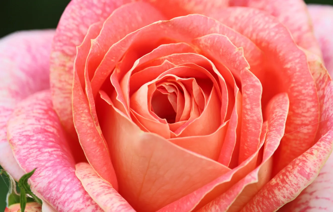 Photo wallpaper macro, roses, salmon