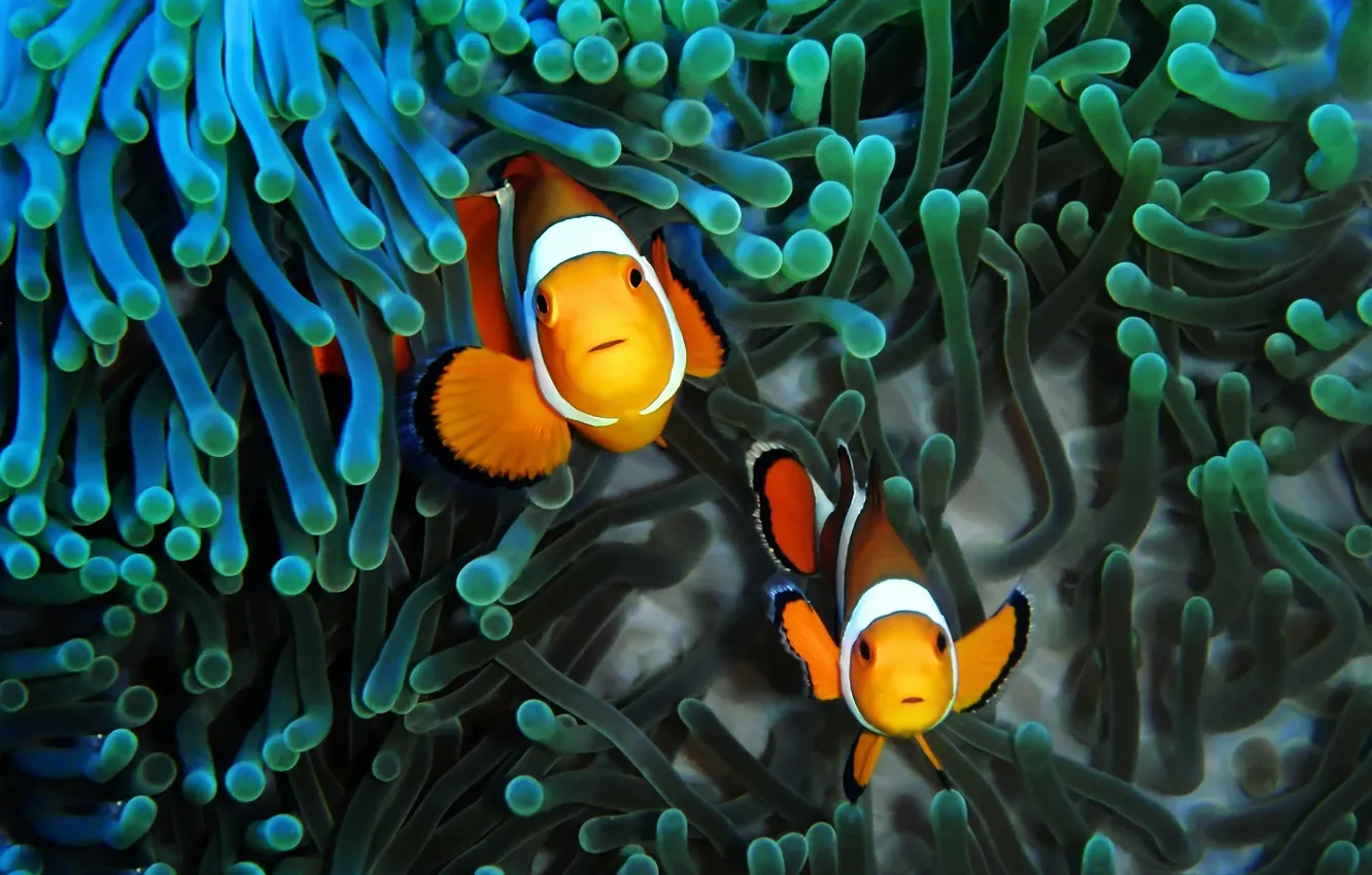 Photo wallpaper fish, fish, under water, clown fish, sea anemones