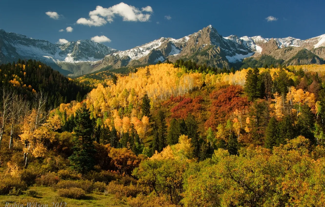 Photo wallpaper autumn, forest, trees, mountains, San Juan Mountains