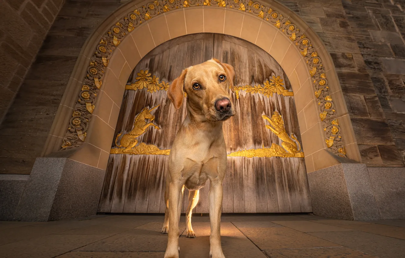 Photo wallpaper look, pose, tile, dog, arch, face