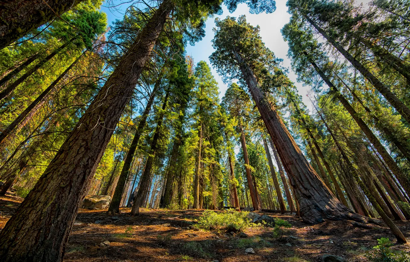 Photo wallpaper Trees, Park, USA, Sequoia, National Park, Sequoia and Kings